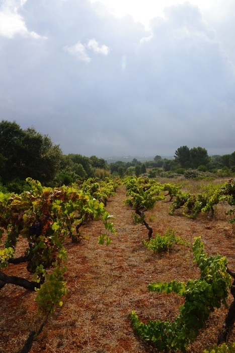 first vineyard