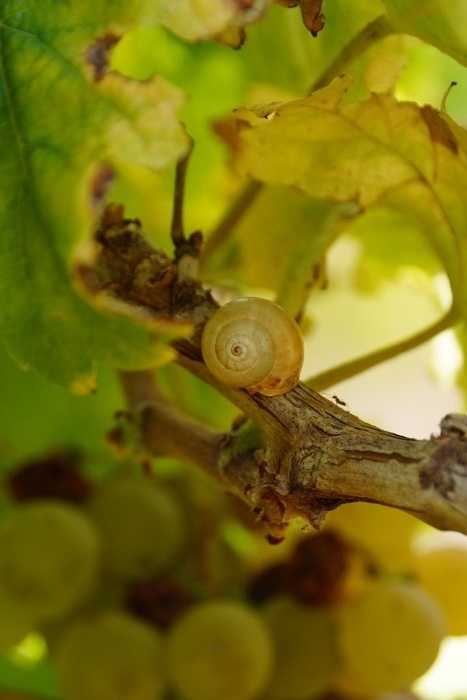white snail, white grapes