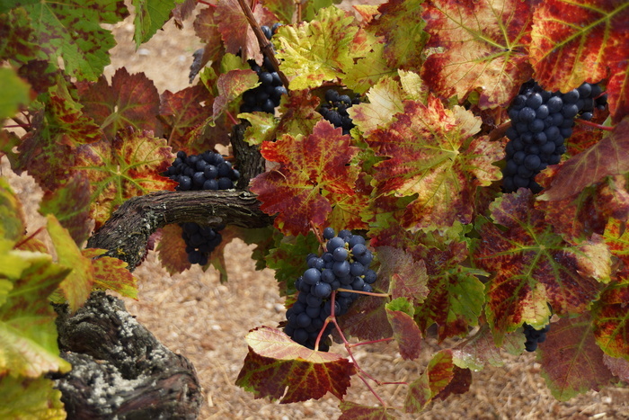 red grapes