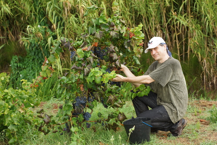 Eric picking grapes