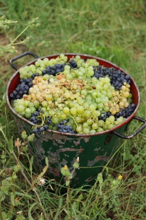 bucket of white and red grapes