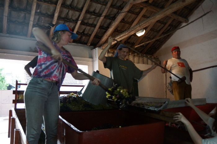 pitching grapes into the grinder