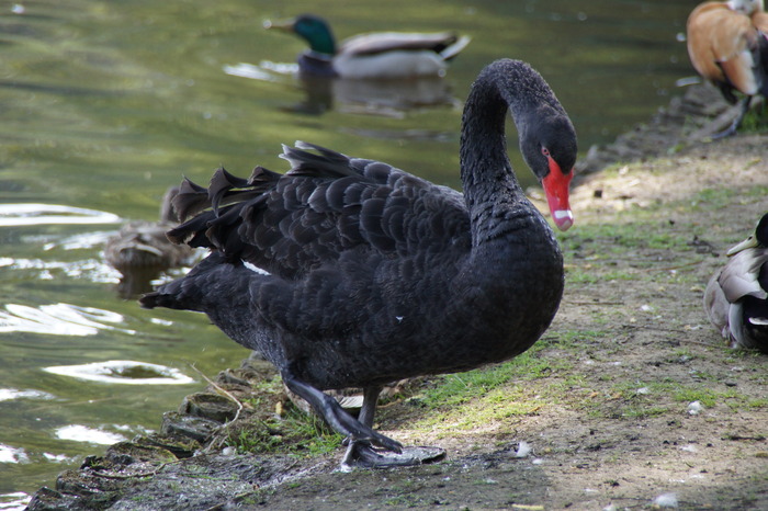 black swan