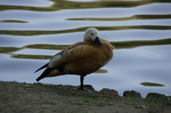 unknown duck